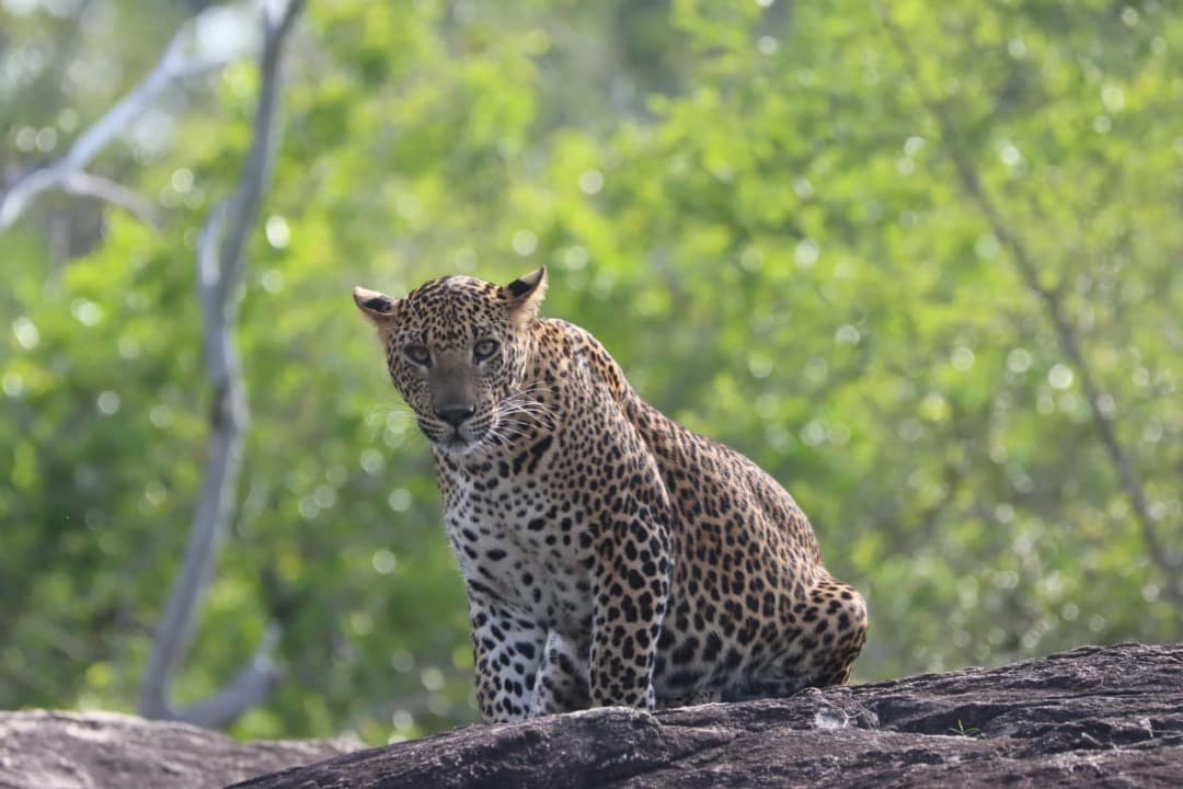 Yala, Wildlife — private tour destination with Kiara Tours